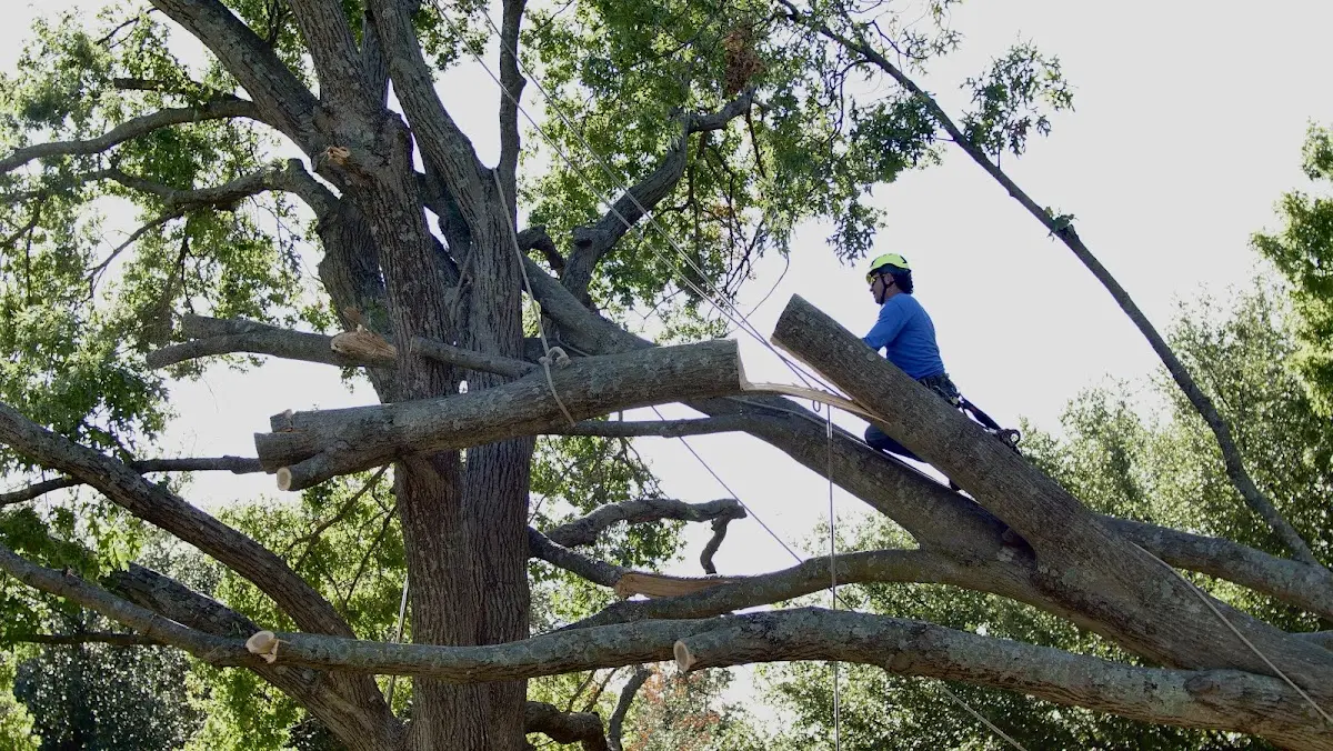 Professional Hazardous Tree Removal performed by certified arborists in Forsyth